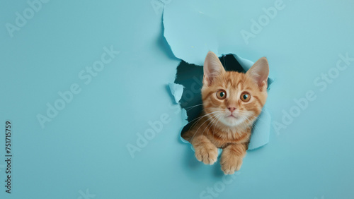 This image captures a young ginger kitten with an intense gaze, emerging from a hole in a pastel blue backdrop