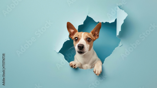 A puppy's alert ears and part of its head protrude through a torn blue paper, creating a playful and inquisitive image