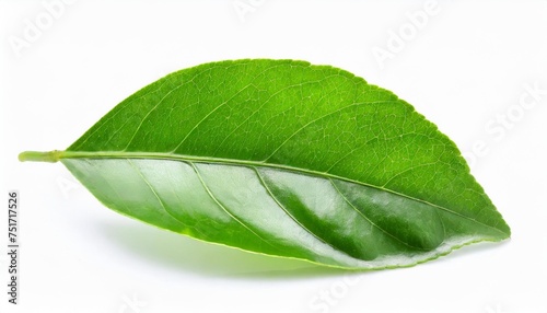 fresh green lemon leaves isolated on transparent background