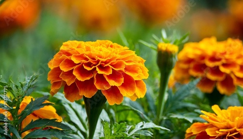 tagetes patula french marigold in bloom orange yellow flowers green leaves full bloom © Jayla