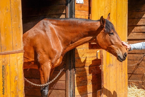 Un beau cheval marron à l'écurie et se faisant caresser le chanfrein	 photo