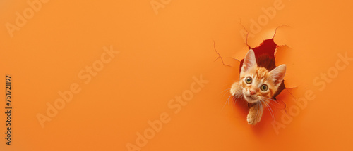 An adorable kitten s face is looking through a paper tear  set against a bright orange background
