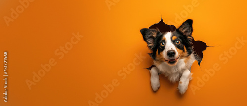 High-energy Border Collie leaps through torn orange paper displaying excitement and playfulness photo