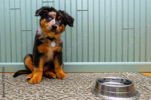 Aussie portrait waiting for food