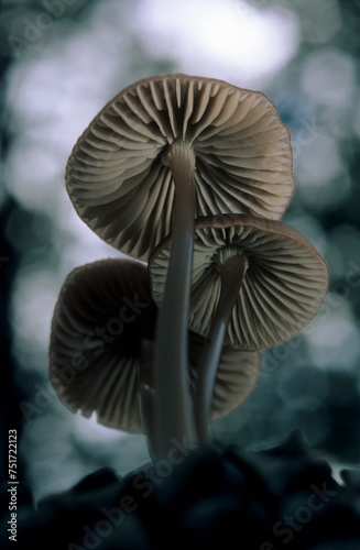 mushroom  Mycena  Grooved Bonnet  growing through leaf litter in the woodland. Sardinia  Italy
