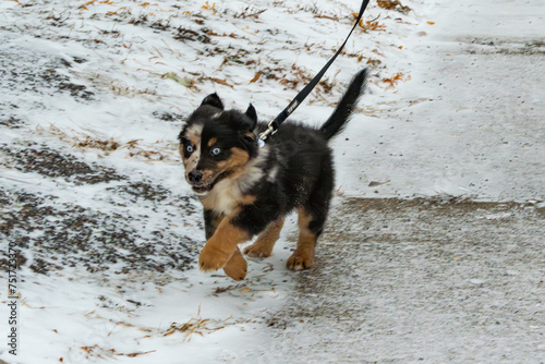 Winter walk with aussie puppy.