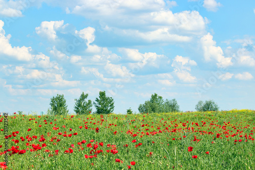 Poppies flower meadow and blue sky with clouds landscape