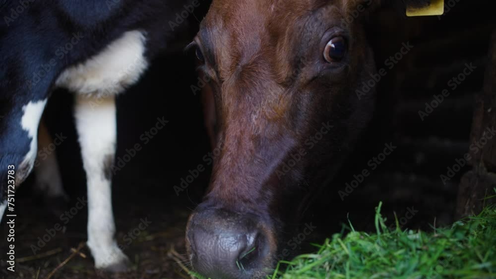 Cow and calf eat grass in pen. Brown, white-and-black cattle, herbivorous ruminants animals. Farm, agricultural industry. Dairy cows, herd breeding, animal husbandry. Calf and mother, muzzles close up Cow and calf eat grass in pen. Brown, white-and-black cattle, herbivorous ruminants animals. Farm, agricultural industry. Dairy cows, herd breeding, animal husbandry. Calf and mother, muzzles close up