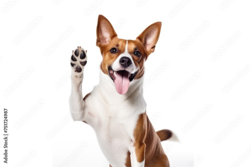 Adorable brown and white basenji dog smiling Adorable brown and white basenji dog smiling