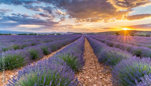 lavender field in blossom rows of lavender bushes stretching to the skyline stunning sunset sky at the background brihuega spain