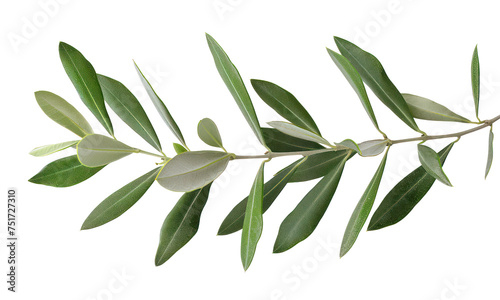 Fresh olive branch with green leaves, cut out - stock png. photo