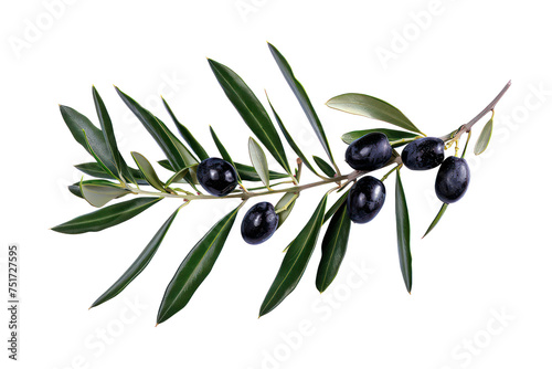 Mature olive branch with ripe black olives, cut out - stock png.