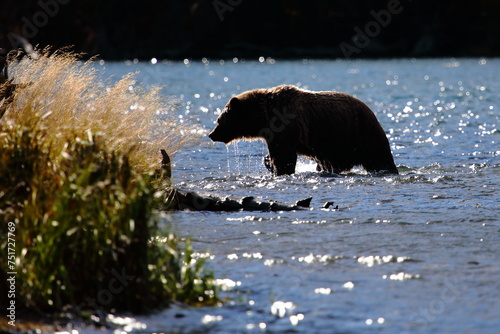 Chilko Lake Grizzlies photo