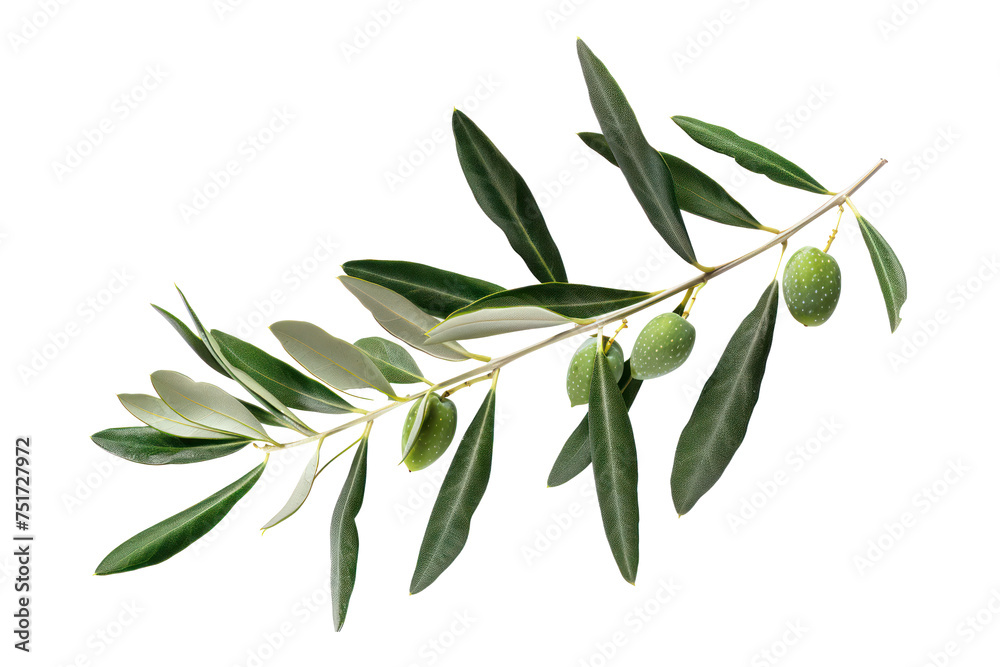 Olive branch with young green olives, cut out - stock png. Olive branch with young green olives, cut out - stock png.