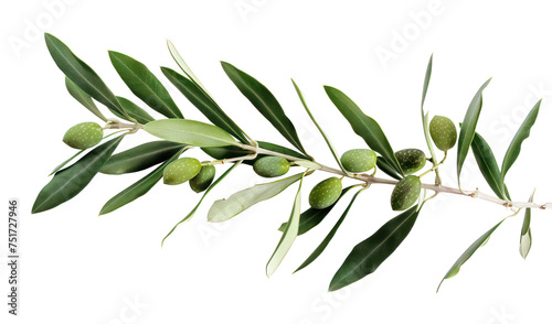Fresh olive branch with green leaves, cut out - stock png.