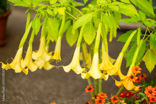 brugmansia flowering photo