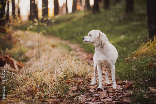 White a Labrador-type mongrel in a forrest, adventure hiking with dogs.  © Snowboy