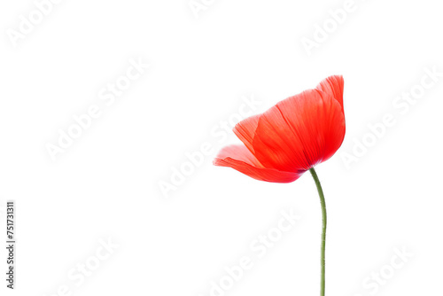  Red poppy on a white background. Mockup for the design of a cover, painting, decorative panel or wallpaper