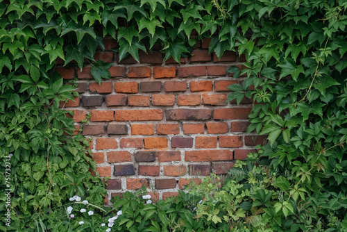 Nature's Embrace: Ivy-Covered Brick Wall in Urban Setting © Marinesea