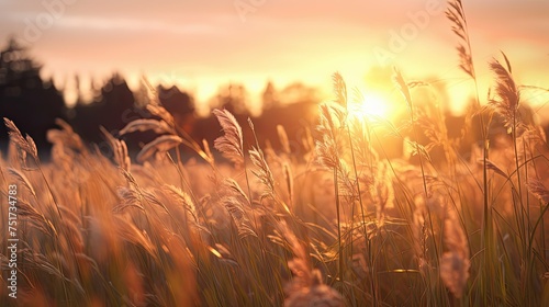 meadow field landscape background