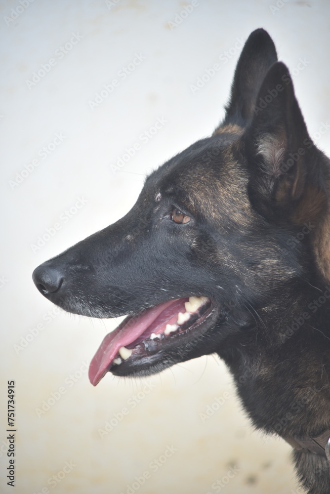 A malinois A malinois