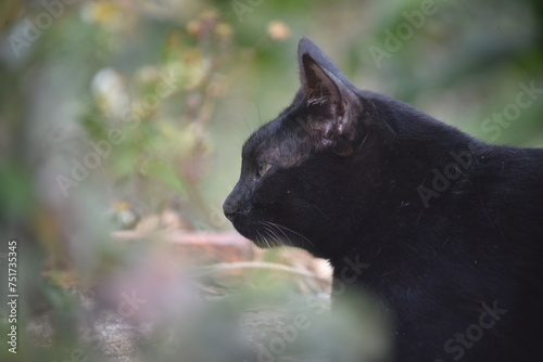 A close up black cat laying on the ground