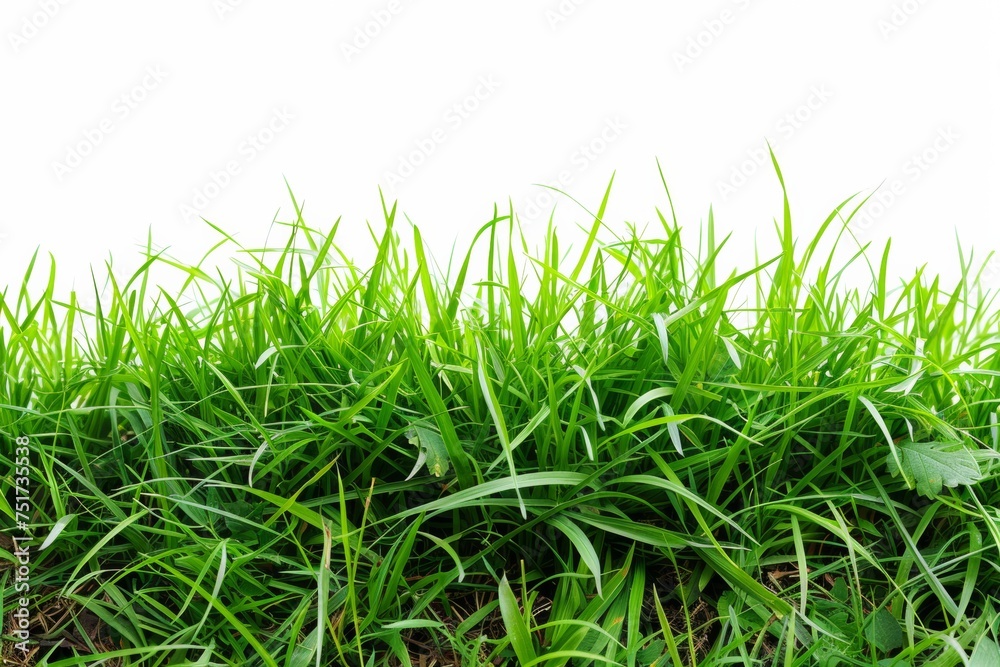 Isolated green grass on a white background Isolated green grass on a white background