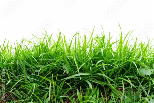 Isolated green grass on a white background