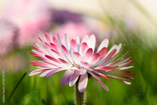 white-pink magarita flower is beautiful and delicate on a blurred grass background 8 photo