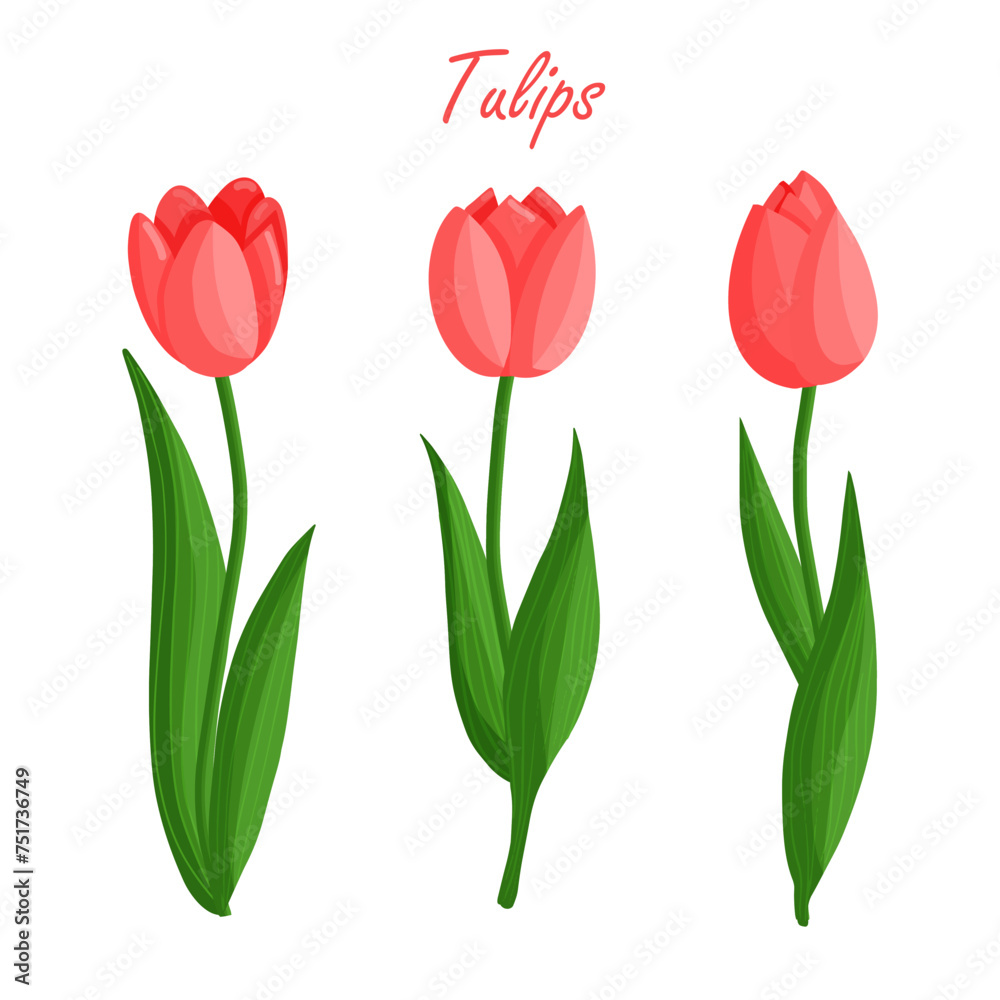 Tulips flowers set. Floral plants with red petals. Botanical vector illustration on isolated background.