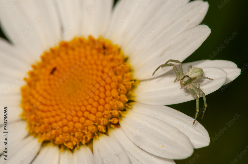 Obraz premium Spinne auf Blume