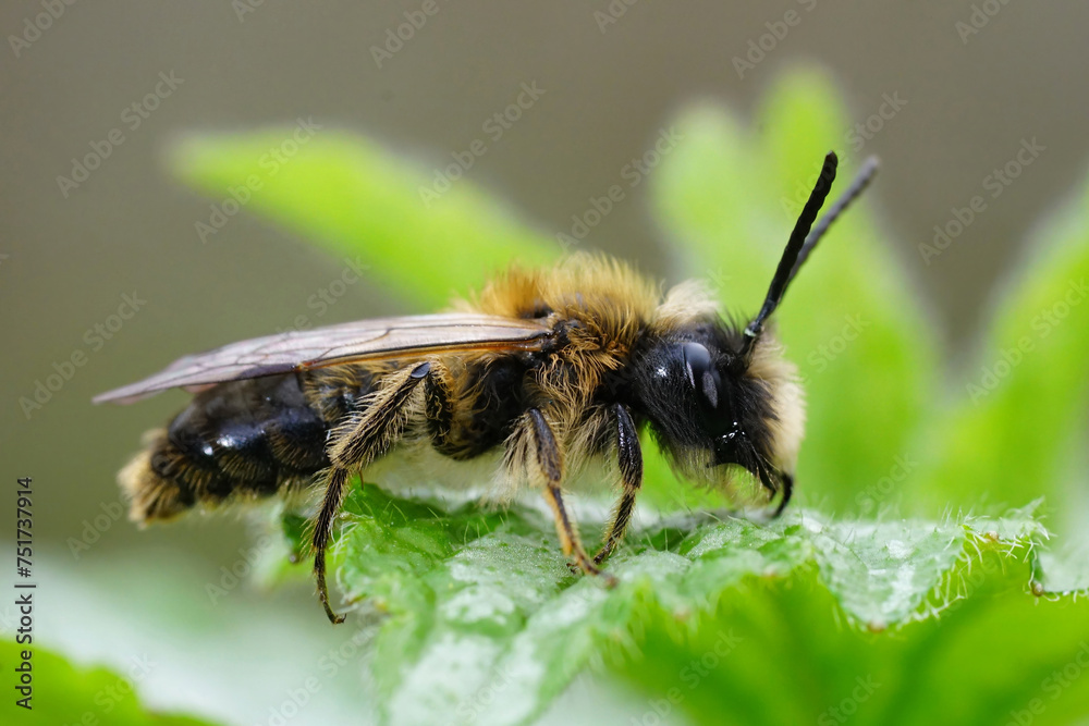 Closeup on a male Large sallow mining bee, Andrena apicata sitting on a green leaf Closeup on a male Large sallow mining bee, Andrena apicata sitting on a green leaf