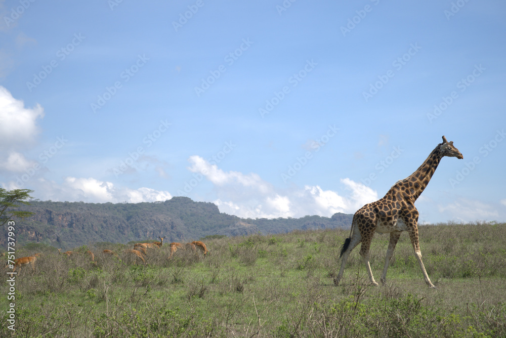 Obraz premium Girafa, África, Kénya, Amboselli