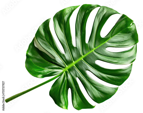 Green monstera leaf, cut out - stock png.