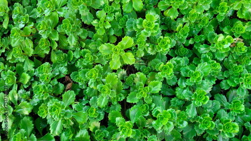 Background of fresh bright green leaves of succulent Ochitok Caucasian photo