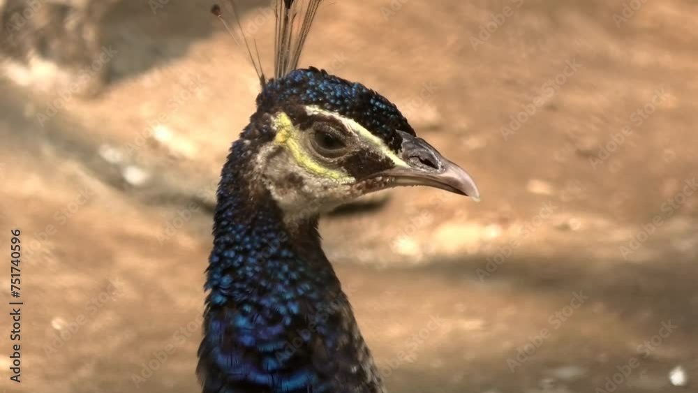 Closeup of a peacock in the zoo Closeup of a peacock in the zoo