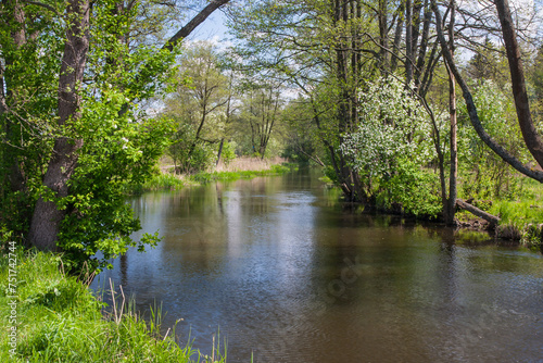 Spring, a quiet river flows between the trees
