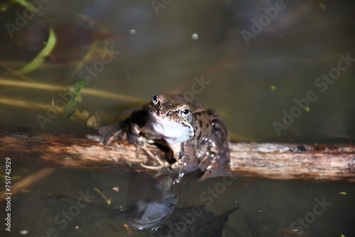 frog in the pond