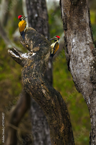 The black-rumped flameback (Dinopium benghalense), also known as the lesser golden-backed woodpecker or lesser goldenback, a pair of woodpeckers sitting in a tree.