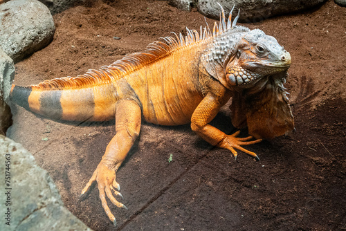 A close up photo of orange iguana reptile in a display cage at Lembang Park and Zoo, Bandung, Indonesia 