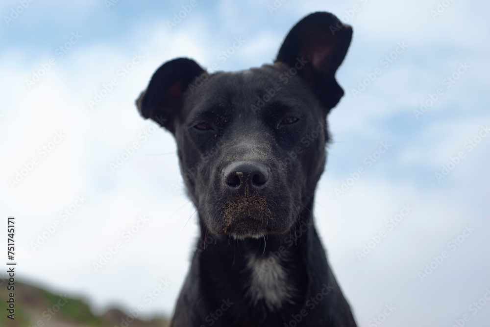 Perro negro mirando la cámara