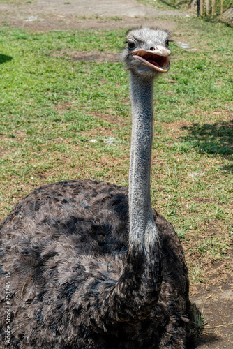 A close up photo of a beautiful Southern Ostrich bird sitting on the ground at Lembang Park and Zoo, Bandung, Indonesia	