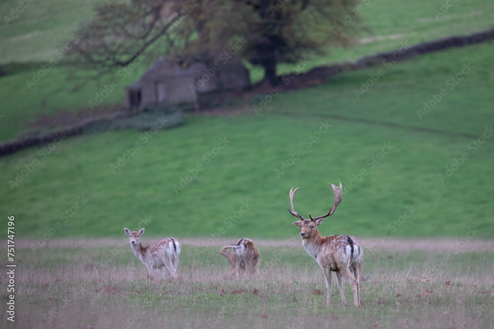 Obraz premium A fallow deer stag protecting it's herd.
