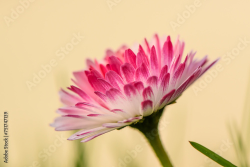 beautiful and delicate white-pink magarita flower on a yellow background 1