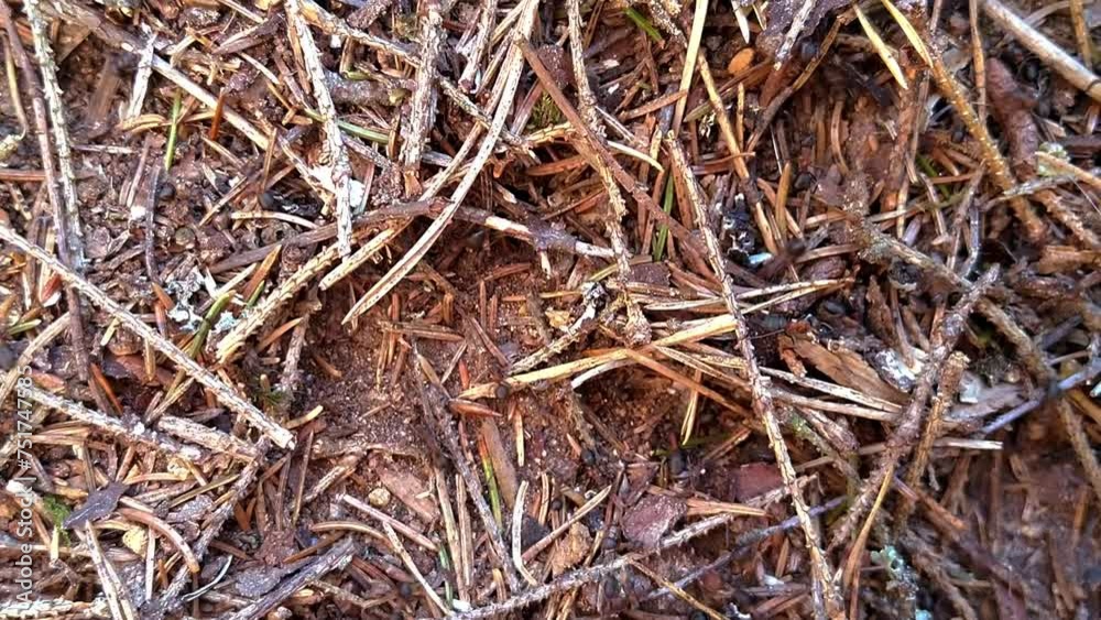 Ants working in an ant nest. Nice nature video about work ethics, collaboration culture, friendship, society, durability and stamina. Ants working in an ant nest. Nice nature video about work ethics, collaboration culture, friendship, society, durability and stamina.