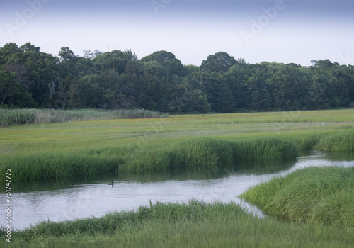 Cormorant swimming through the salt marsh at dusk