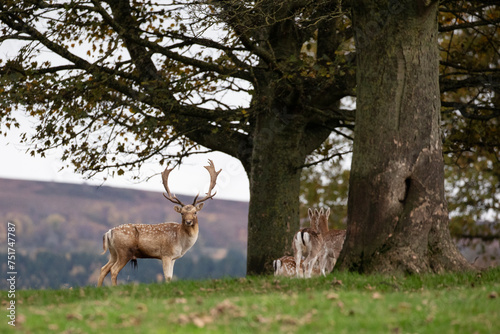 A fallow deer stag protecting it's herd. photo