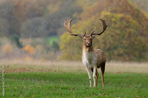 A majestic fallow deer stag photographed during the deer rut season. photo