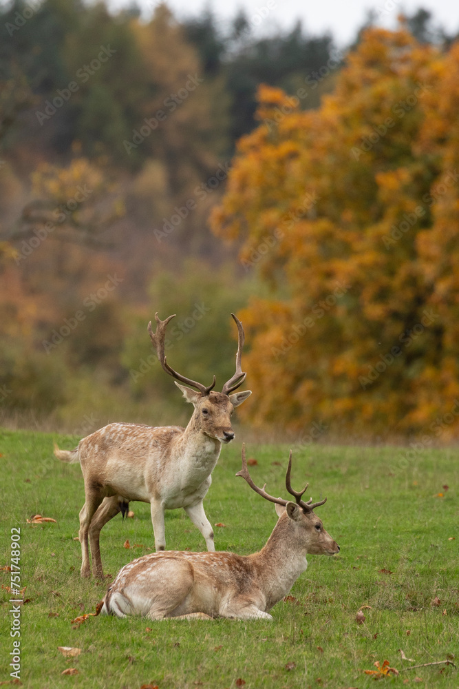 Obraz premium Two young fallow deer stags in the wild. 