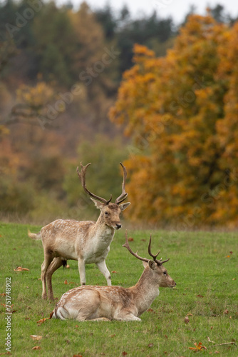 Two young fallow deer stags in the wild. 